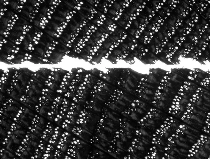 Oak wood projection molecular structure 